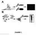 Fig. 02 - Method of in situ detection of proteins using aptamers