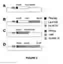 Fig. 03 - Method of in situ detection of proteins using aptamers