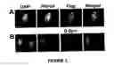 Fig. 04 - Method of in situ detection of proteins using aptamers