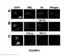Fig. 05 - Method of in situ detection of proteins using aptamers