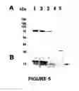 Fig. 06 - Method of in situ detection of proteins using aptamers