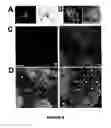 Fig. 07 - Method of in situ detection of proteins using aptamers
