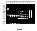 Fig. 02 - Oligonucleotides for detection of leishmaniasis and methods thereof