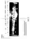 Fig. 12 - Compartmentalized self tagging