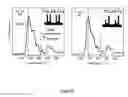 Fig. 09 - USE OF ADENINE AS A METHOD FOR CONTROLLED IMMOBILIZATION OF NUCLEIC ACIDS AND THEIR ANALOGS ON GOLD SURFACES