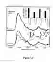 Fig. 13 - USE OF ADENINE AS A METHOD FOR CONTROLLED IMMOBILIZATION OF NUCLEIC ACIDS AND THEIR ANALOGS ON GOLD SURFACES