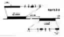Fig. 01 - Method for modulating the binding activity of a novel ICAM-3 binding receptor on sinusoidal endothelial cells in liver and lymph nodes