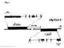 Fig. 02 - Method for modulating the binding activity of a novel ICAM-3 binding receptor on sinusoidal endothelial cells in liver and lymph nodes