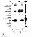 Fig. 03 - Method for modulating the binding activity of a novel ICAM-3 binding receptor on sinusoidal endothelial cells in liver and lymph nodes