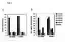 Fig. 08 - Method for modulating the binding activity of a novel ICAM-3 binding receptor on sinusoidal endothelial cells in liver and lymph nodes