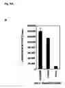 Fig. 09 - Method for modulating the binding activity of a novel ICAM-3 binding receptor on sinusoidal endothelial cells in liver and lymph nodes