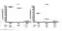 Fig. 01 - Method for the measurement of dengue virus binding inhibition