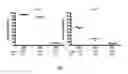 Fig. 03 - Method for the measurement of dengue virus binding inhibition