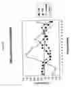 Fig. 08 - siRNA targeting TIE-2