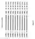Fig. 17 - siRNA targeting TIE-2