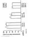 Fig. 30 - siRNA targeting TIE-2