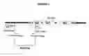 Fig. 02 - Diagnostic targets against Johne's disease