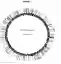 Fig. 03 - Diagnostic targets against Johne's disease