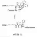 Fig. 19 - SYSTEMATIC EVOLUTION OF LIGANDS BY EXPONENTIAL ENRICHMENT: BLENDED SELEX