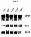 Fig. 05 - Phosphorylation of tau by abl