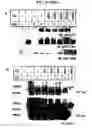 Fig. 06 - Phosphorylation of tau by abl