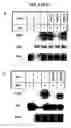 Fig. 09 - Phosphorylation of tau by abl