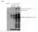 Fig. 02 - Novel screening method of indicator substance