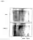 Fig. 06 - Novel screening method of indicator substance