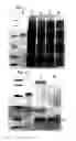 Fig. 02 - Method of producing cell extract for cell-free protein synthesis