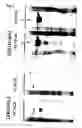 Fig. 03 - Method of producing cell extract for cell-free protein synthesis