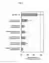 Fig. 10 - Process for producing antibody composition by using rna inhibiting the function of alpha1,6-fucosyltransferase