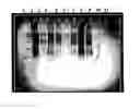 Fig. 01 - Immunogenic peptide carrier conjugates and methods of producing same