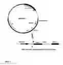 Fig. 02 - Flp-mediated recombination