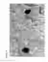 Fig. 07 - Patterning of Substrates with Metal-Containing Particles