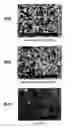 Fig. 05 - Aluminum nitride ceramic and semiconductor manufacturing member