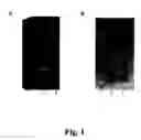 Fig. 02 - Bacteriocin inducer peptides
