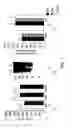 Fig. 02 - IGF-1 novel peptides