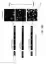 Fig. 28 - IGF-1 novel peptides