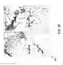 Fig. 40 - IGF-1 novel peptides