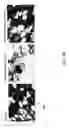 Fig. 41 - IGF-1 novel peptides