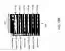 Fig. 45 - IGF-1 novel peptides