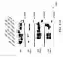 Fig. 47 - IGF-1 novel peptides