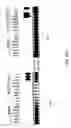 Fig. 59 - IGF-1 novel peptides