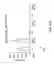 Fig. 68 - IGF-1 novel peptides