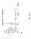 Fig. 69 - IGF-1 novel peptides