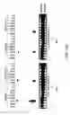 Fig. 70 - IGF-1 novel peptides