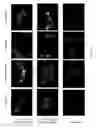 Fig. 05 - Antifungal peptides and methods of use thereof