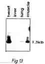 Fig. 47 - Novel growth factor and a genetic sequence encoding same