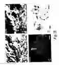 Fig. 49 - Novel growth factor and a genetic sequence encoding same