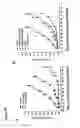 Fig. 30 - Antisense IAP nucleobase oligomers and uses thereof